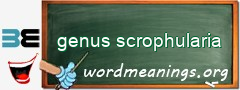 WordMeaning blackboard for genus scrophularia